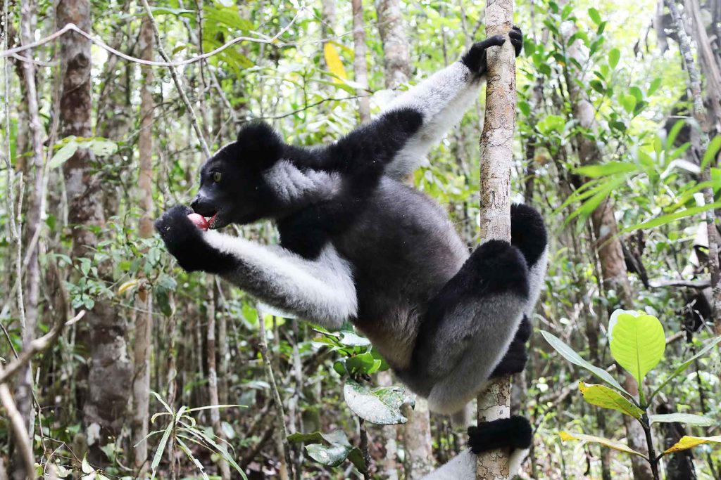 马达加斯加大狐猴