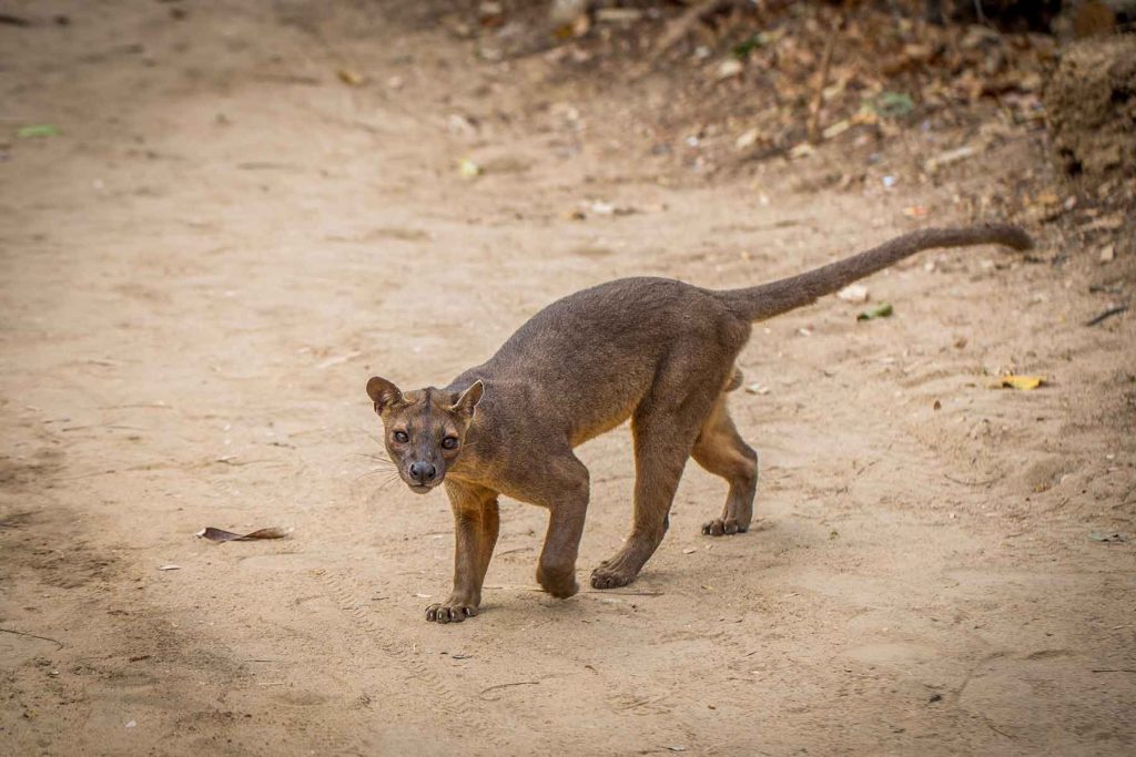 马岛獴 Fossa