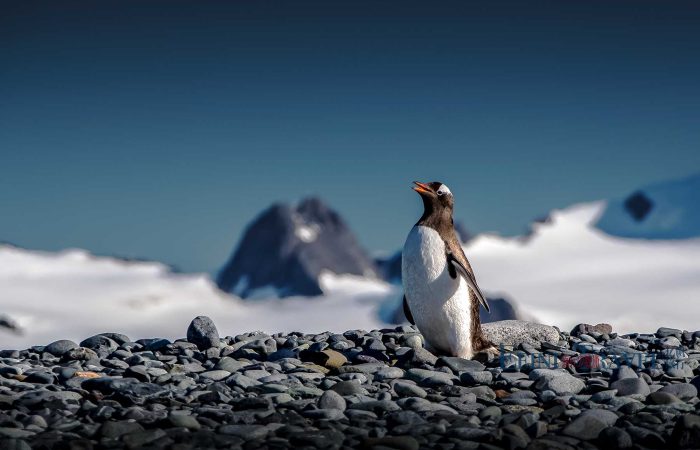 南极金图企鹅