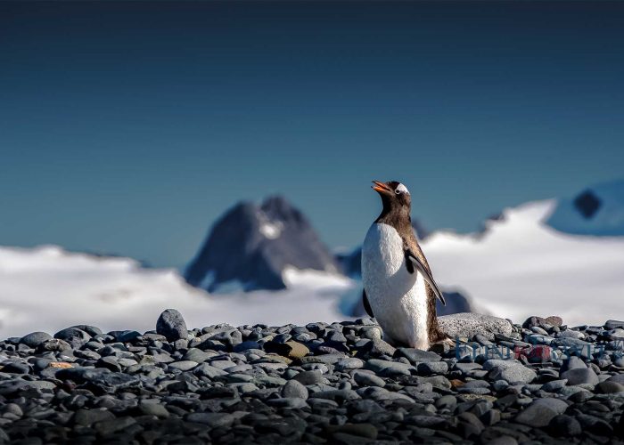 南极金图企鹅