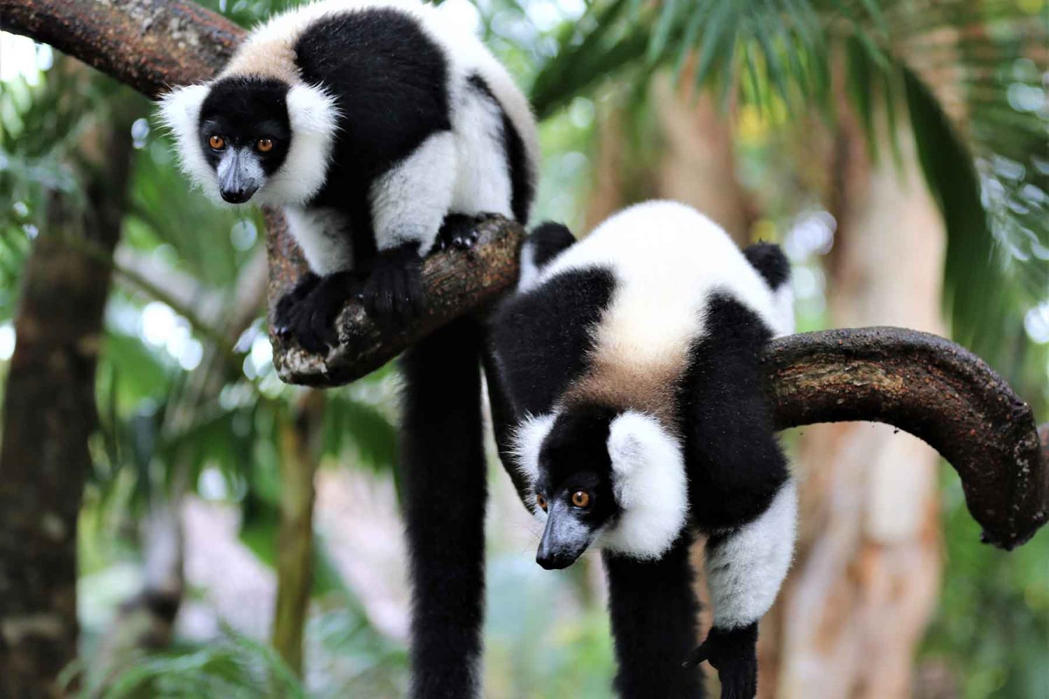 马达加斯加狐猴