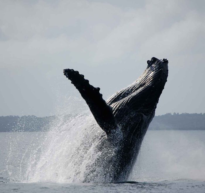 马达加斯加圣玛丽岛观鲸