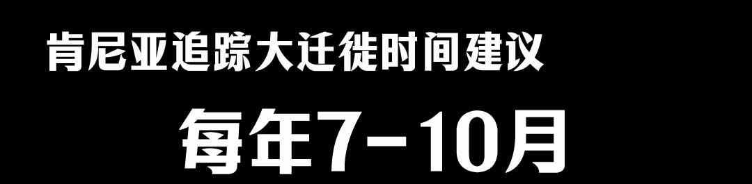 肯尼亚追踪东非动物大迁徙时间建议