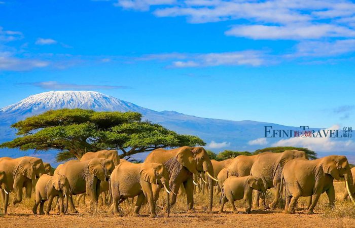 肯尼亚安博塞利国家公园远眺乞力马扎罗山