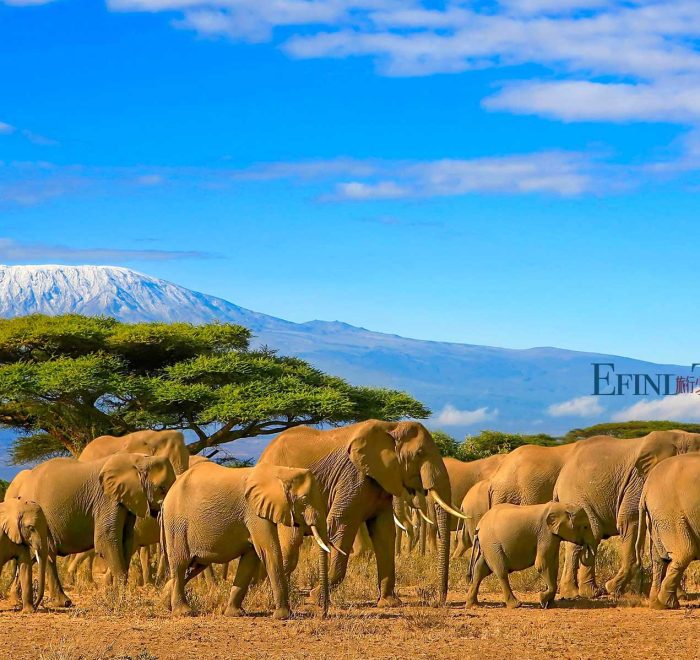 肯尼亚安博塞利国家公园远眺乞力马扎罗山