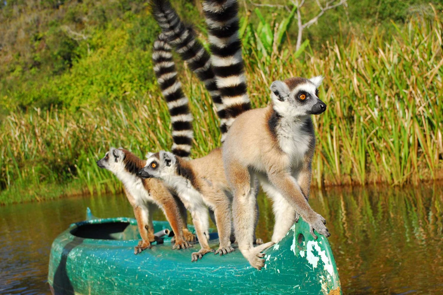 马达加斯加狐猴