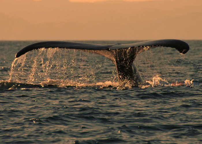 马达加斯加圣玛丽岛观鲸