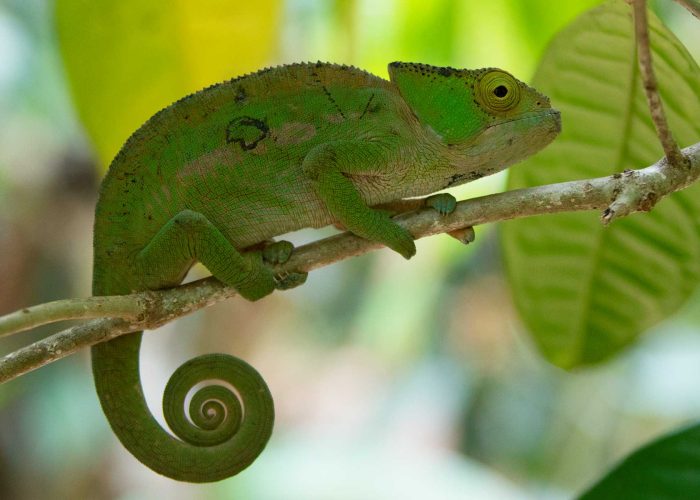 马达加斯加变色龙
