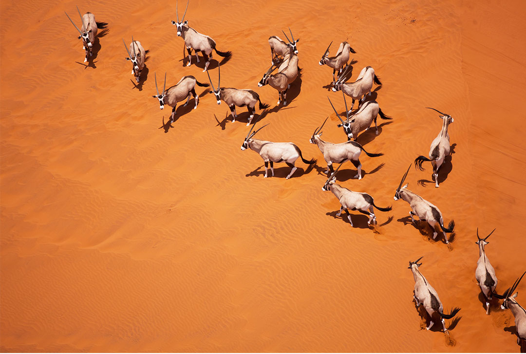 纳米比亚羚羊