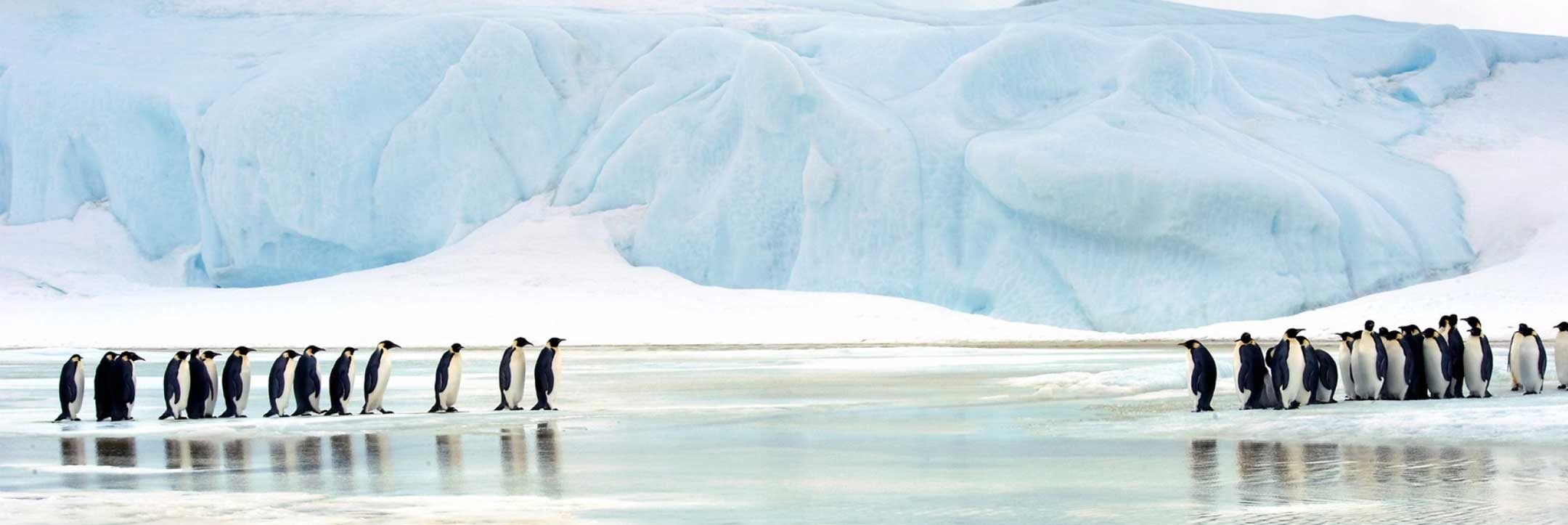 14天寻觅帝企鹅的踪迹，南极威德尔海+雪丘岛，含直升机